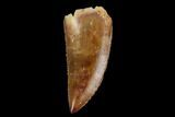 Serrated, Raptor Tooth - Beautiful Tooth #115948-1